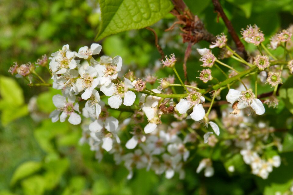 Bloom spring else cherry