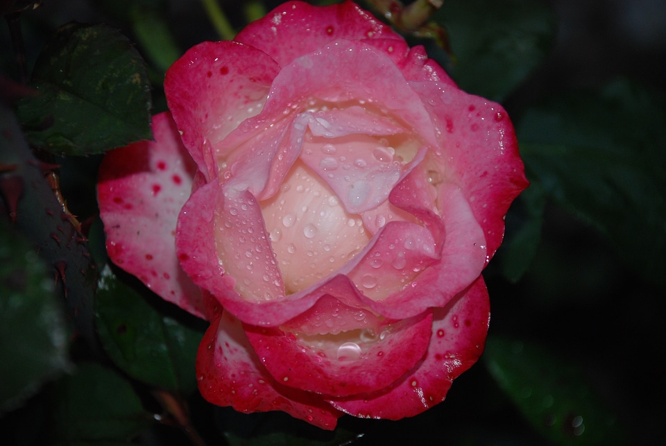 Drops plant nature