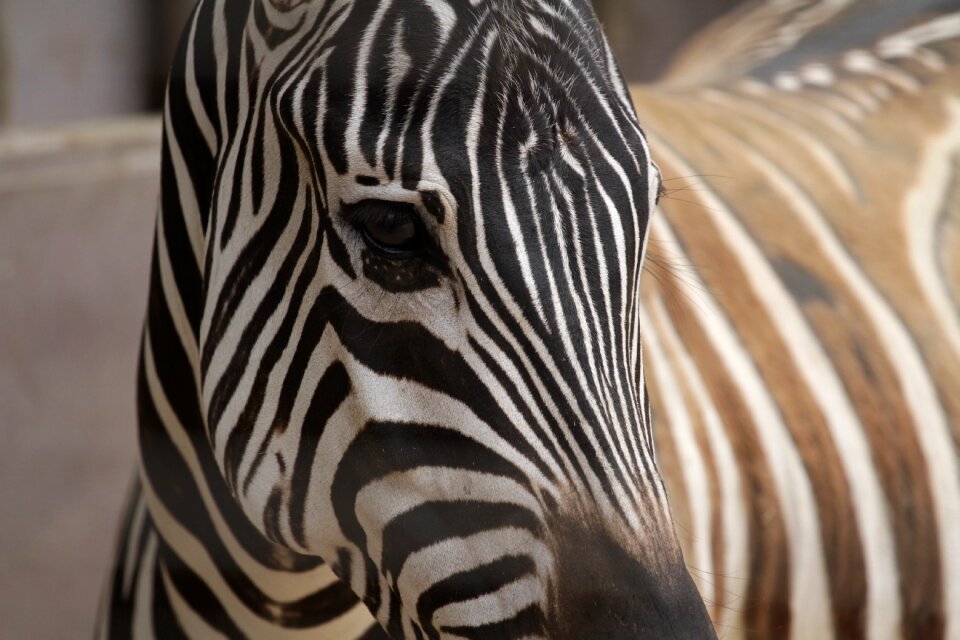 African safari wild