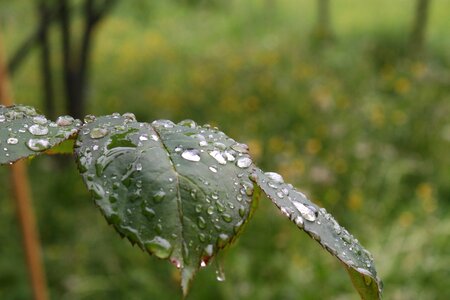 Drop of water raindrop macro