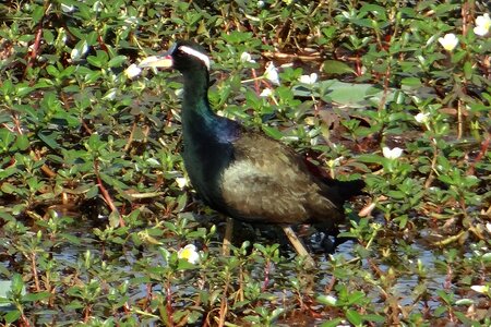 Bird wildlife swamp photo