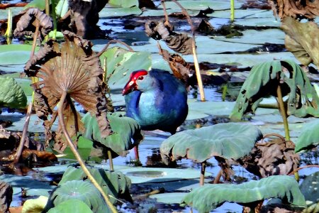 Swamp hen rail rallidae photo