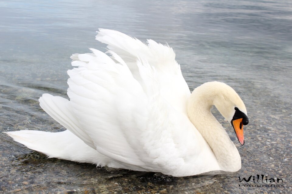 Water animal white