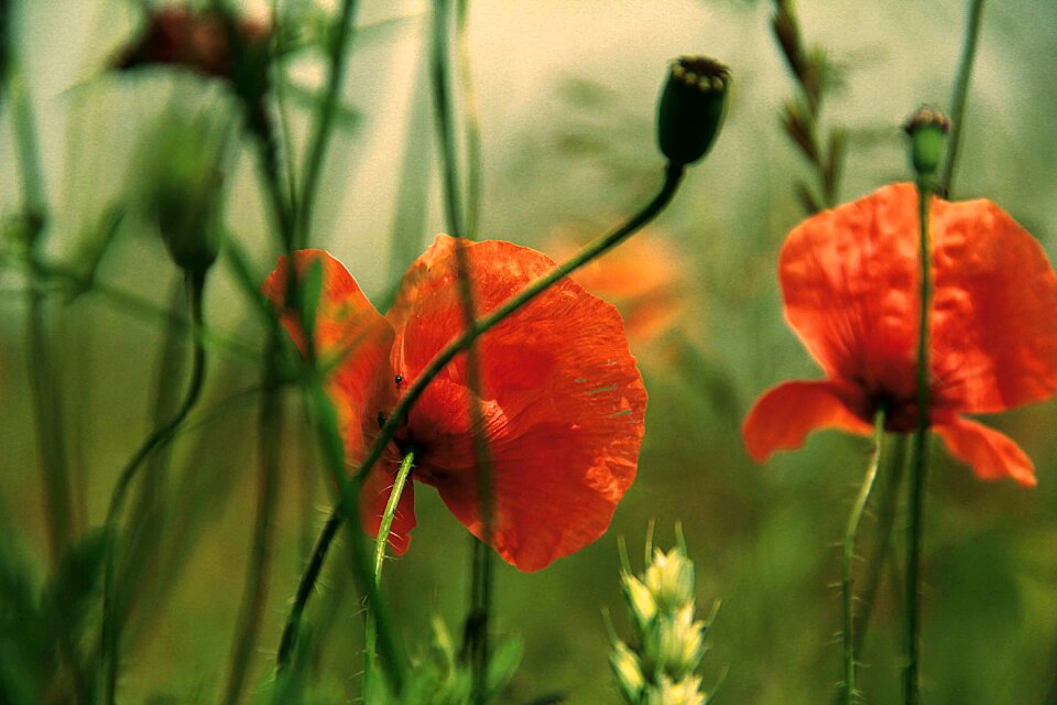 Poppy flowers summer