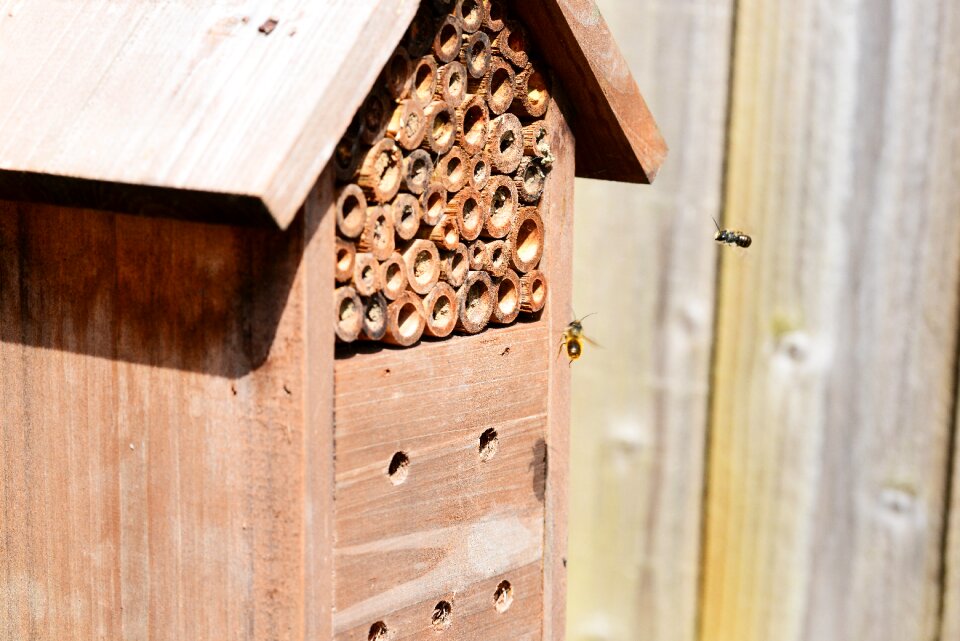 Insect house red mason bee osmia rufa