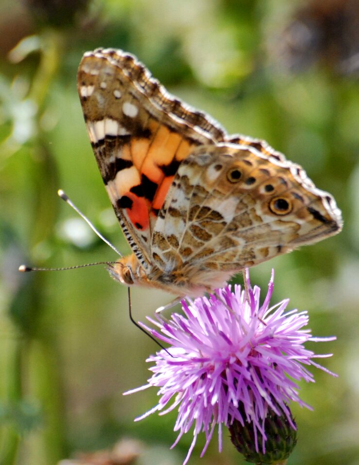 Wild flower close-up