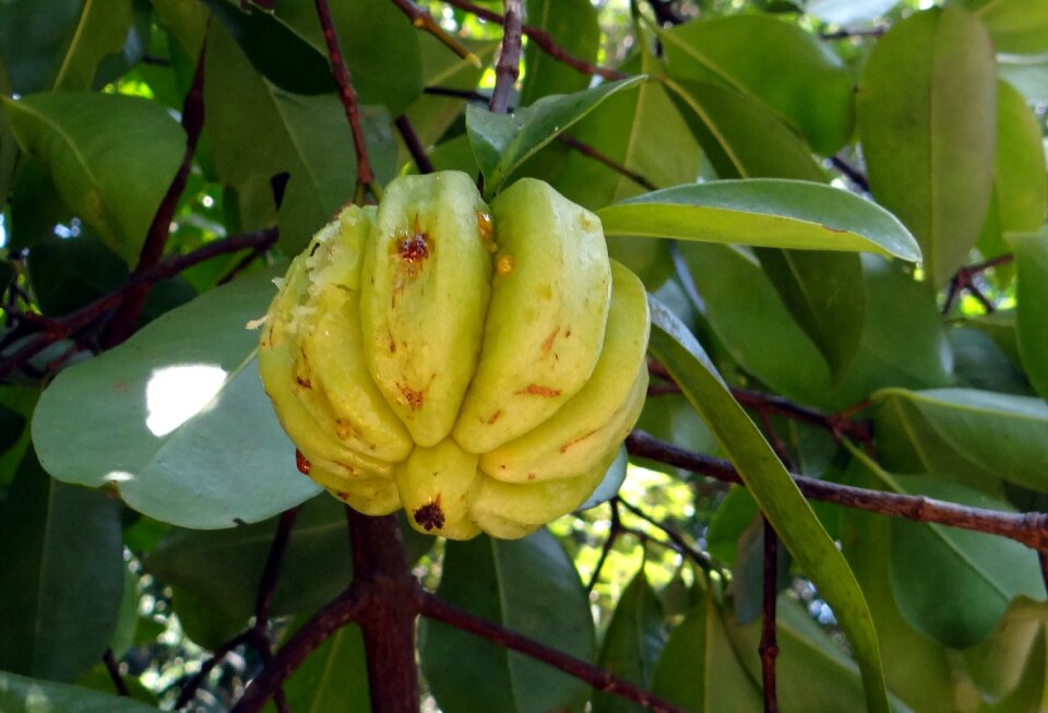 Northern tamarind garcinia gummi-gutta gambooge
