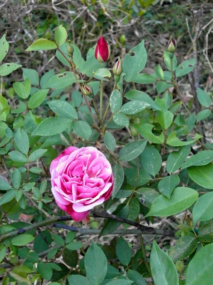 Rose four seasons rose pink flower