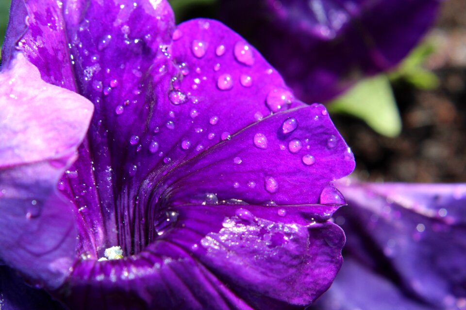 Bloom flowers purple