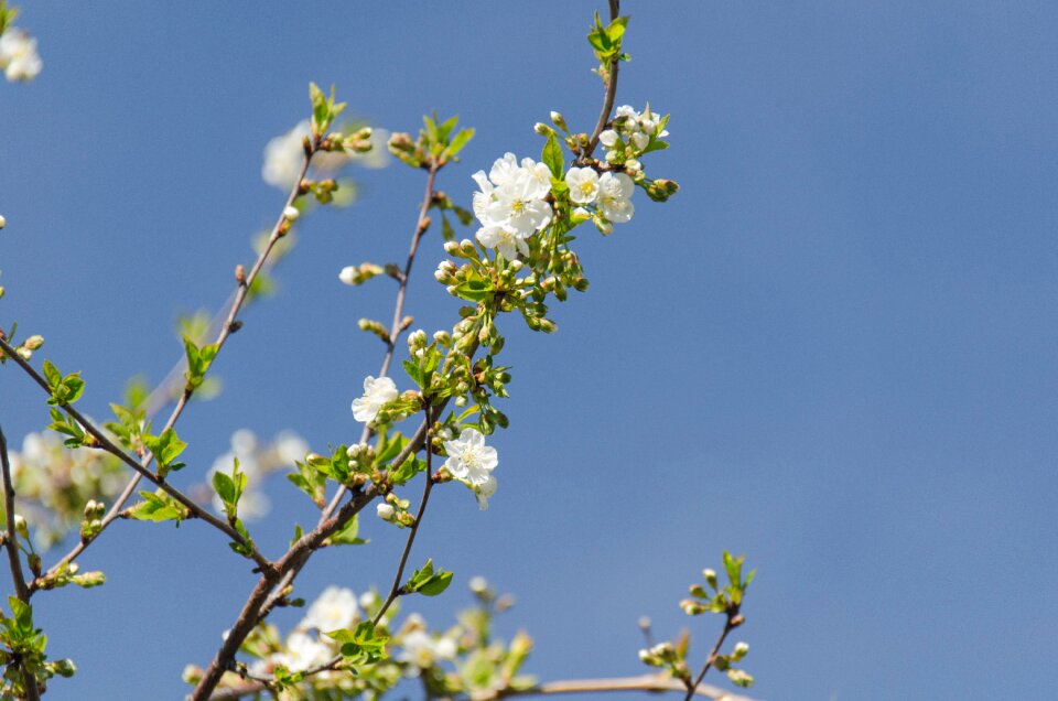 Branch spring bloom