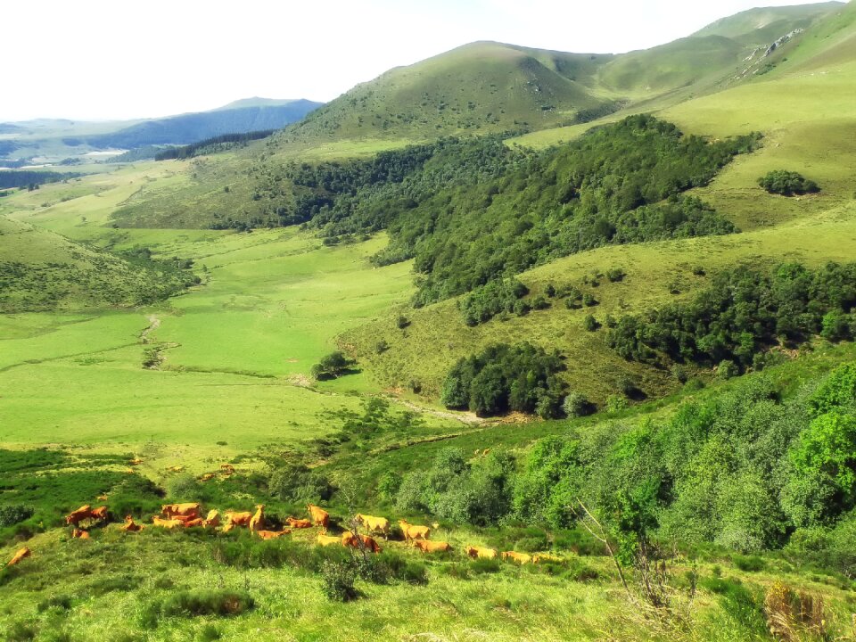 Mountains hills cattle