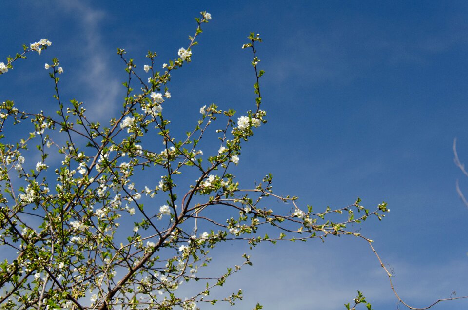 Flowers sky blue