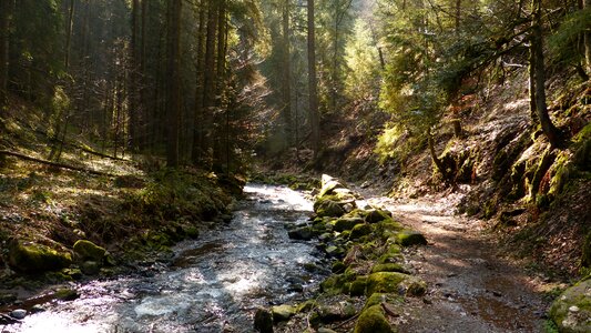 Forest black forest ravenna gorge photo