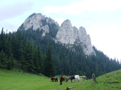 Nature mountains horse