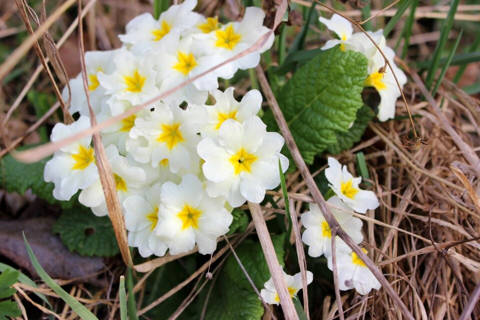 Spring wild flower close up