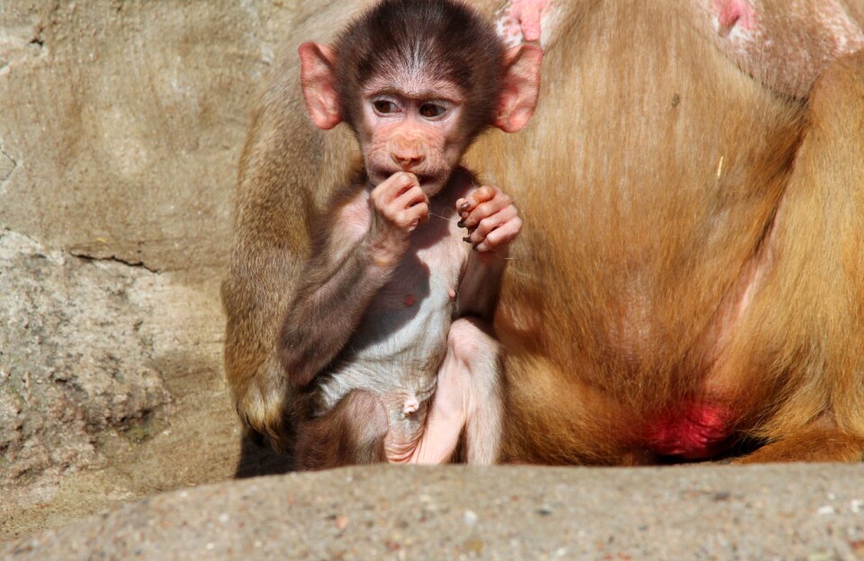 Hamadryas monkey primate photo