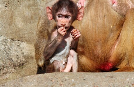 Hamadryas monkey primate