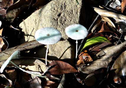Fungus western ghats jog falls