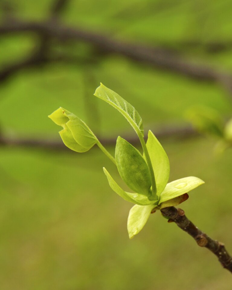 Tree nature green