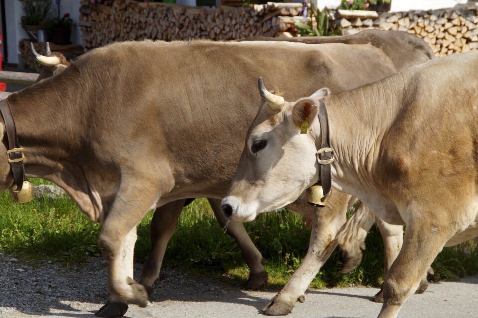Dairy cattle cow drive home