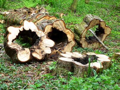 Wood tree konary
