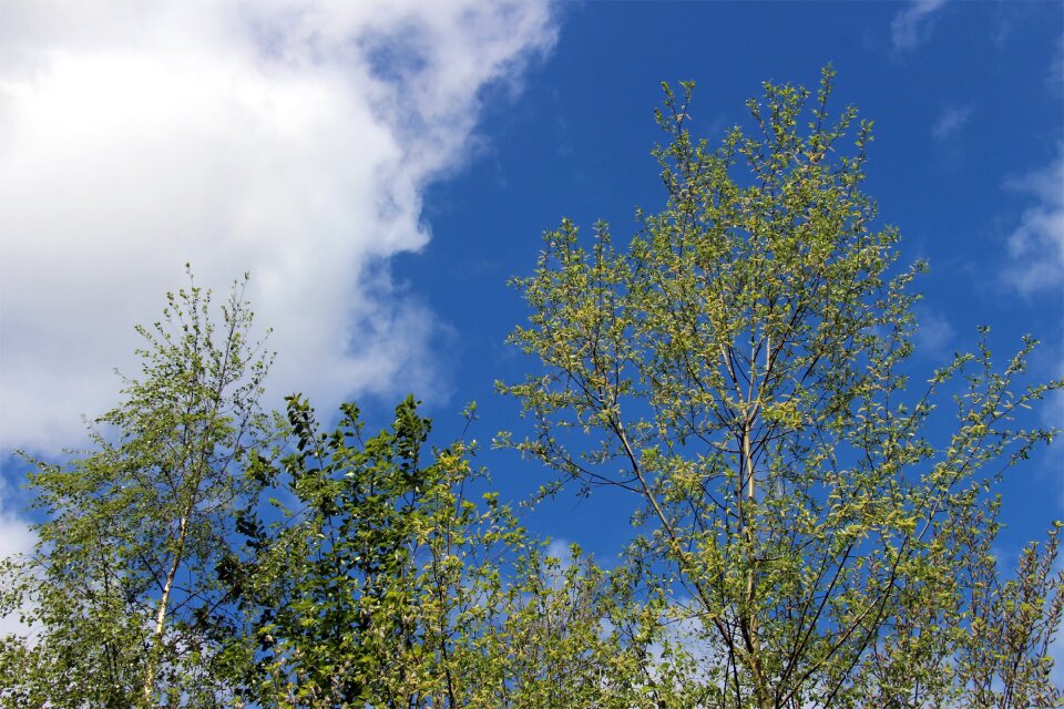 White green trees