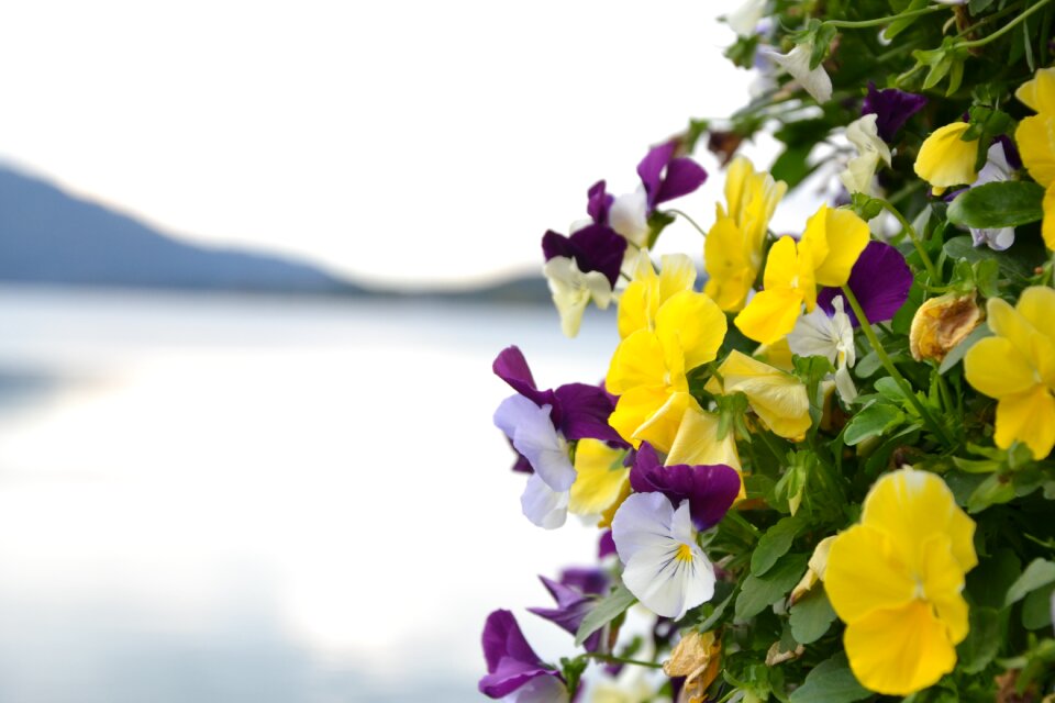 Flowers yellow spring