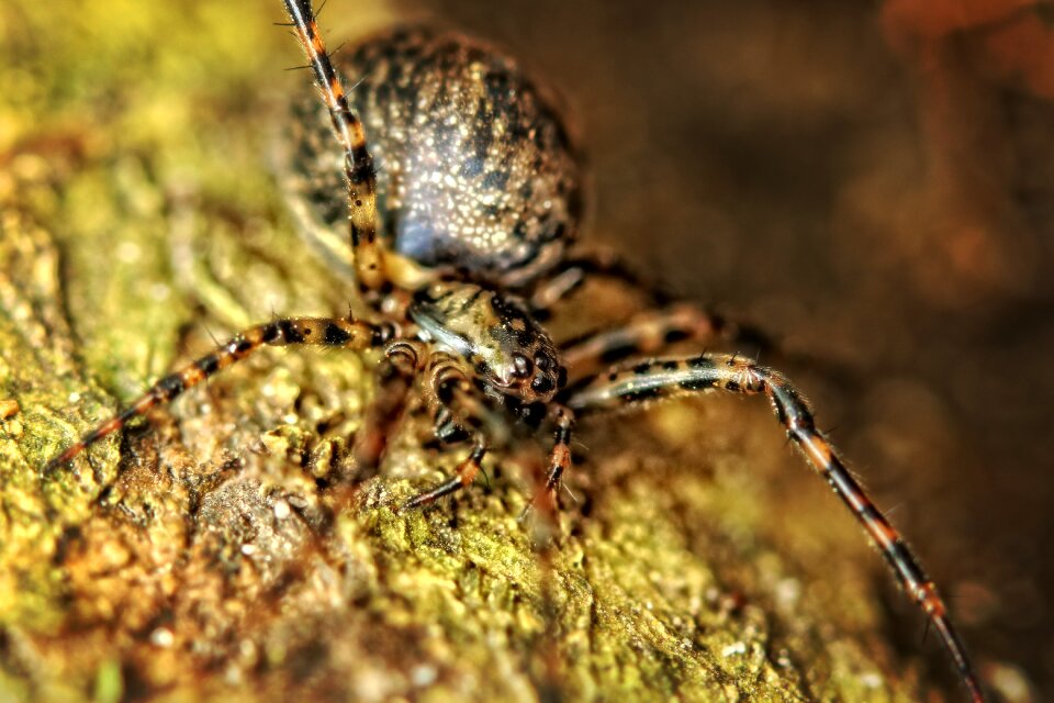 Macro insect yellow