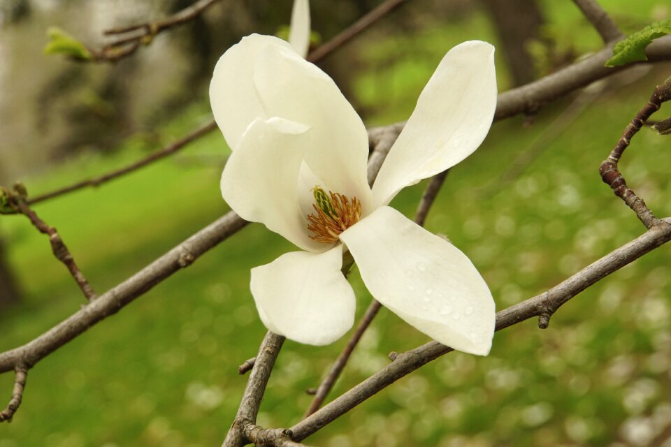 Spring blossom fresh