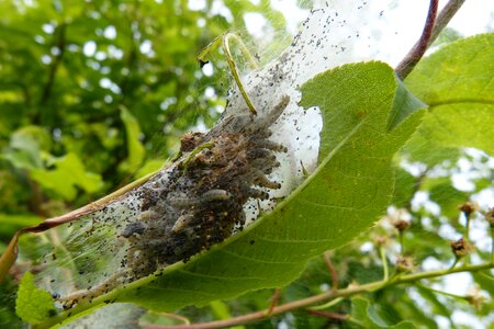 Caterpillar spun yarn bird cherry ermine