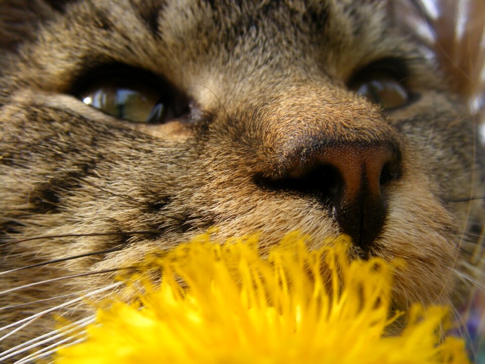 Kitten cat animal