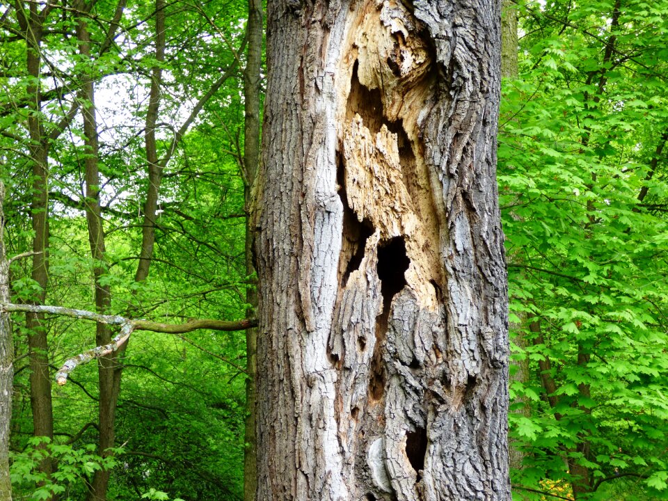 Trunk nature forest photo