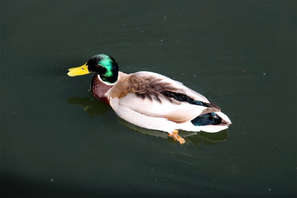 Ducks water wild bird