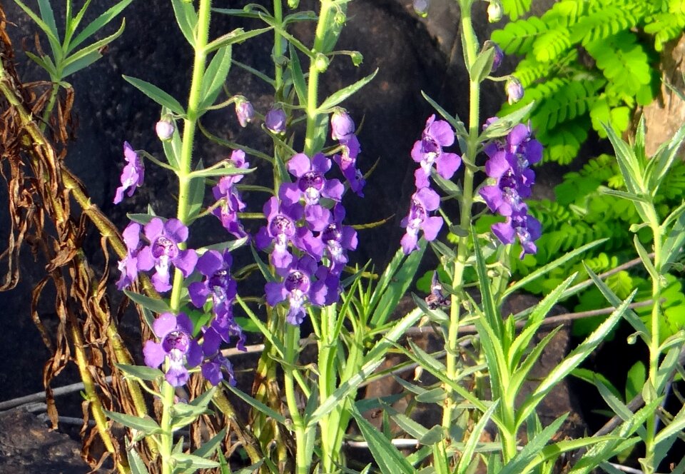 Angelonia angustifolia scrophulariaceae jog falls