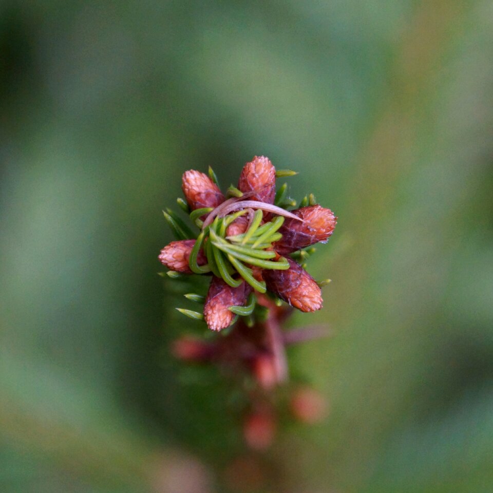 Conifer shoot grow