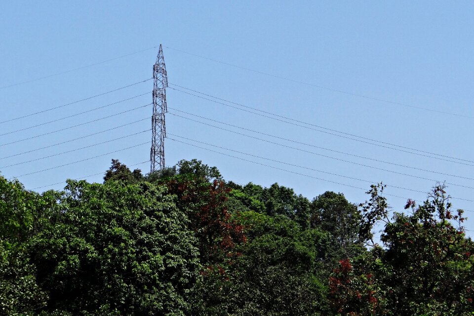 Lines high voltage thick forest