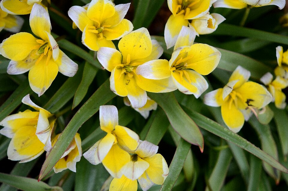 Flowers tulips flower