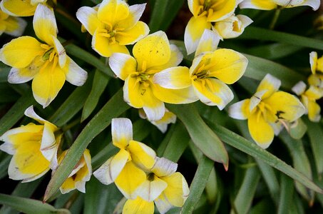 Flowers tulips flower photo