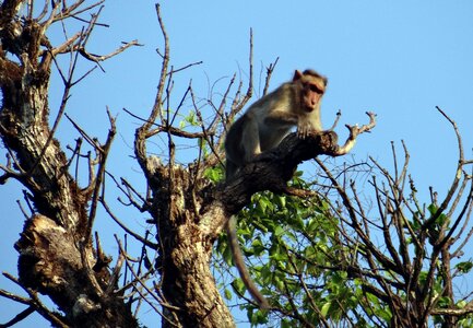 Primate animal mammal