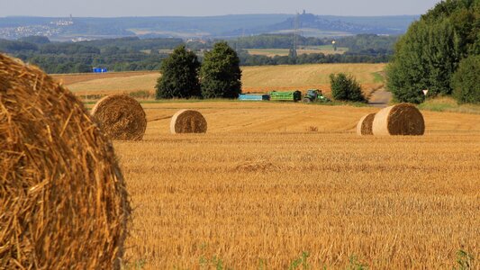 Wheat thanksgiving autumn
