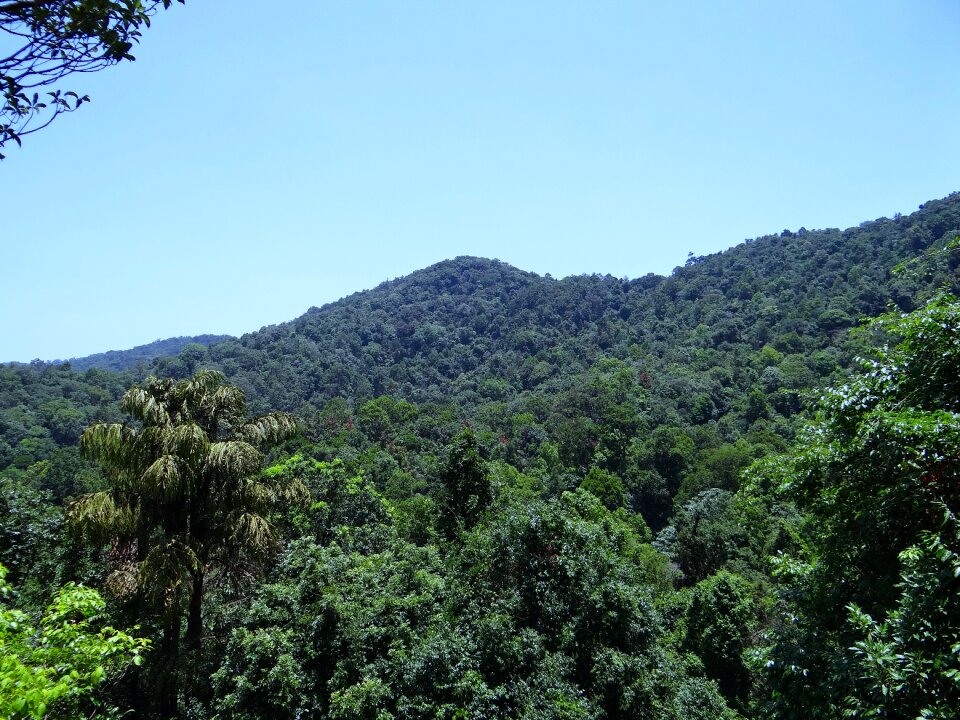 Evergreen forest karnataka