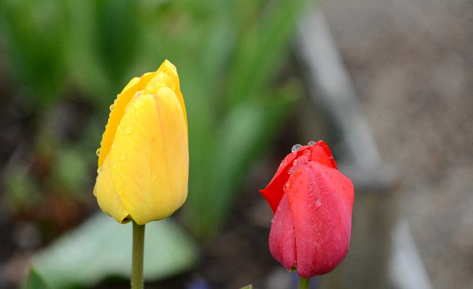 Nature flowers tulips