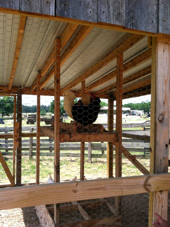Farm barn fowl