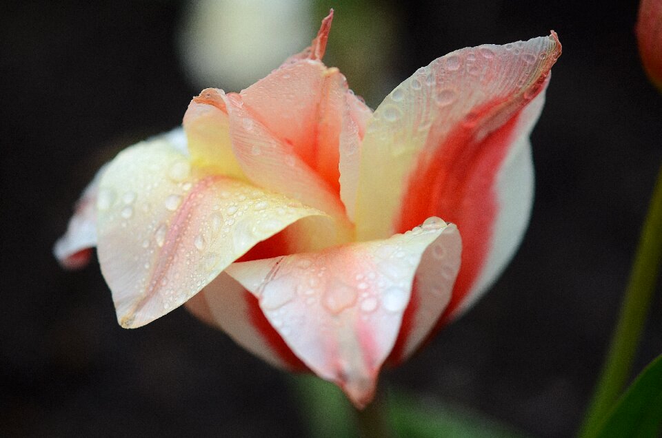 Nature flowers tulips