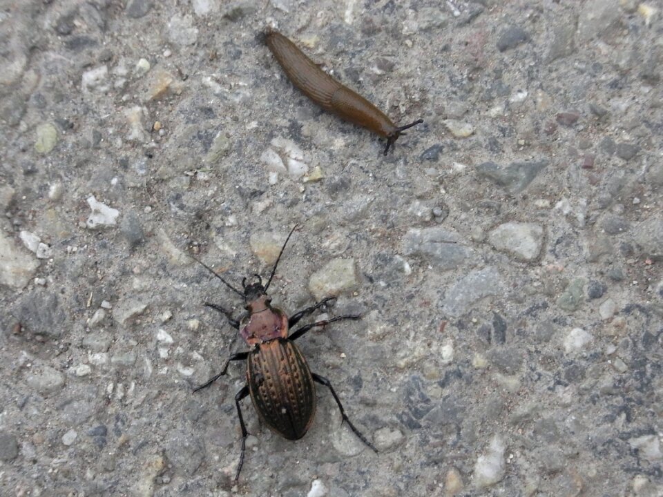 Hunting insect close up