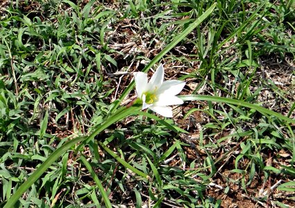 Zephyranthes candida amaryllidaceae rainlily photo