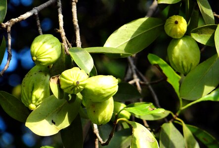 Northern tamarind garcinia gummi-gutta gambooge