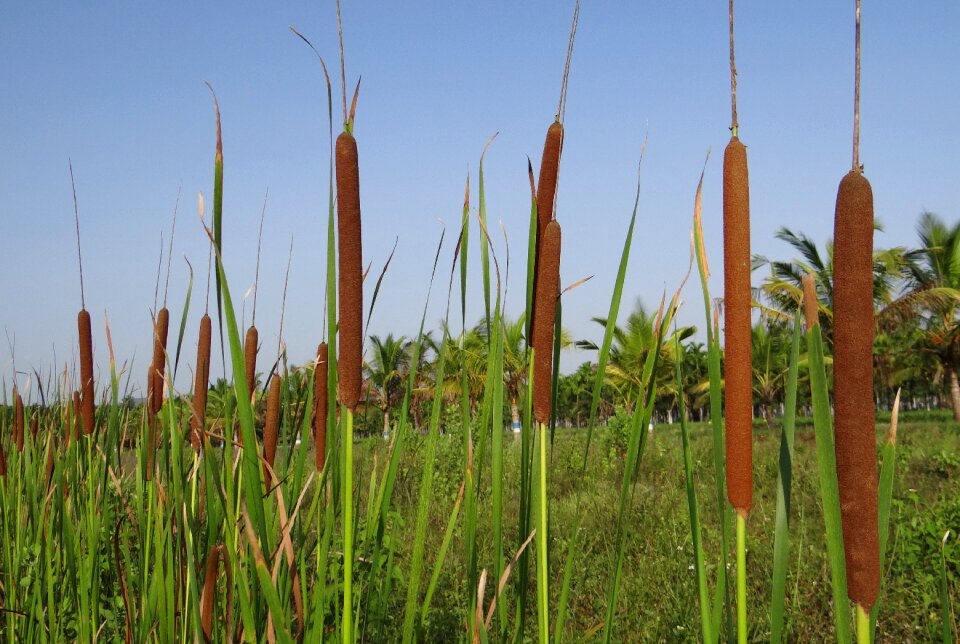 Jambu aquatic weed female inflorescence
