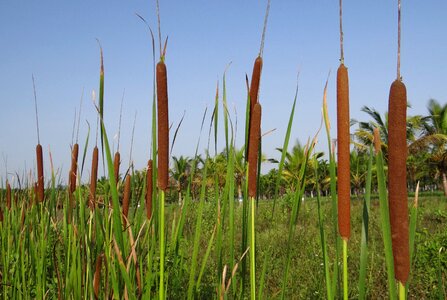 Jambu aquatic weed female inflorescence