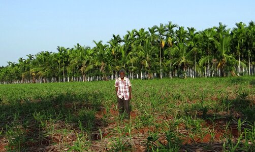 Areca palm areca catechu betelnut